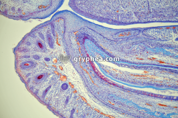 Lèvre inférieure embryon de Souris x25 - gryphea.com